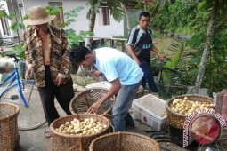 PENJUAL LANGSAT