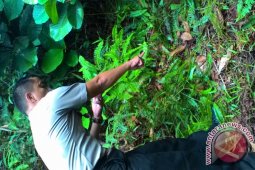 Mayat Penuh Luka Ditemukan di Semak Belukar
