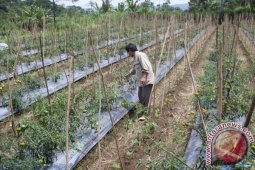 Tanaman tomat petani terserang penyakit