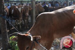 Populasi Sapi Babel Capai 12.223 Ekor