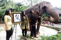 Pameran Satwa Langka Di Sail Tomini