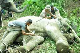 Penyelamatan Gajah Sumatera