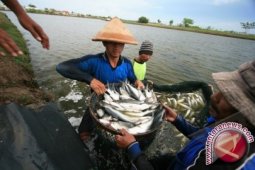 Harga Ikan Naik Akibat Tangkapan Nelayan Kurang