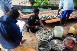 Bangka Belum Mampu Penuhi Pasar Teripang Singapura