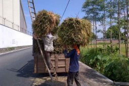 Angkut Hasil Panen