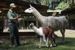 Llama Glama lahir di TSI II Prigen