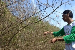 Mangrove Rusak