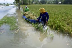 Panen Padi Banjir
