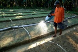 Musim Taman Tembakau Mundur