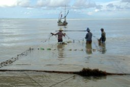 Harga Rumput Laut Anjlok