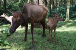 Bayi Rusa Elk