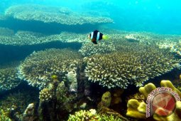 Sepenggal duka di Teluk Tomini