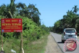 Mukomuko pidanakan warga lepaskan ternak di jalan