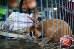 27 Kukang Korban Perdagangan Jalani Rehabilitasi