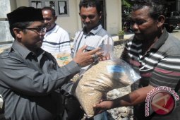 Pemkab Abdya Bantu 219 Ton Benih Padi