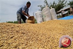 Nilai tukar petani Jambi turun 1,13 persen