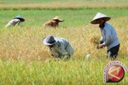 Gubernur Jambi ajak warga turun ke sawah