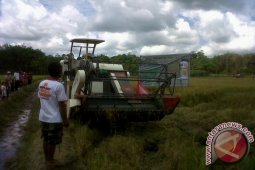 Bupati Landak Panen Padi Pola Pupuk Organik