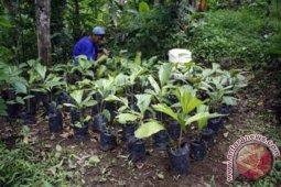 Petani Desa Argomulyo Dapat Bantuan Bibit Aren