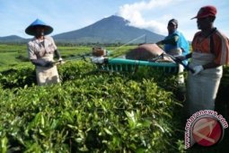 KEBUN TEH KERINCI