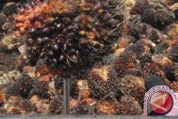 Harga CPO Jambi naik Rp64 per kilogram