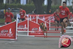 Para Pecinta Anjing Ikut Lomba Lari Bersama Piaraan