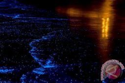 Plankton Juga Hasilkan Oksigen