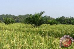Mukomuko tunggu petunjuk ganti sawit jadi sawah