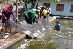 Produksi Ikan Tawar di Jember Meningkat