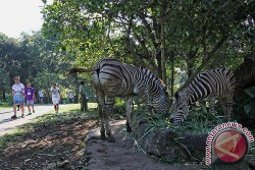 TSI II Prigen Gelar Safari Run 5K