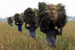 Menteri Pertanian Minta Bulog Beli Gabah Petani
