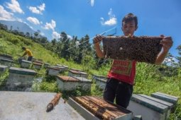 Peternak Lebah Lereng Ijen