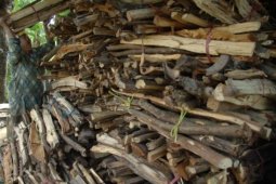 Permintaan Kayu Bakar Meningkat