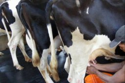 Ahli: Berikan Protein Hidrolisis Parsial pada Anak Alergi