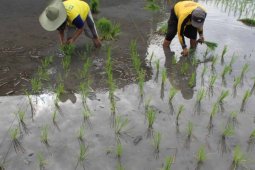 Petani Jember Waspadai Hama Tikus Saat Musim Tanam