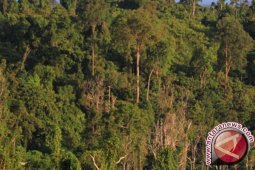 Sahara: Hutan Aceh Utara Kian Rusak
