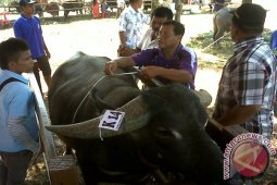 Petani Aceh Barat Lebih Tertarik Budidaya Sapi Bali