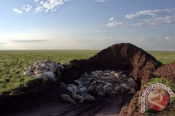 Ribuan Antelop Saiga (Sejenis Rusa) Mati Misterius