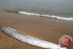Seekor Naga Laut Mati Terdampar di California
