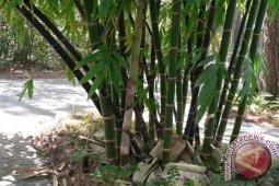 Bupati: Tanaman Bambu Solusi Atasi Lahan Kritis