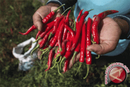 Harga cabai merah di Jambi melonjak