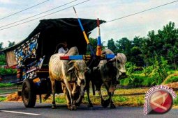 Komunitas Gerobak Sapi Kembangkan Wisata Susuri Peradaban