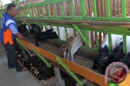 Peternakan Kambing Percontohan