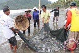 Tangkapan Ikan Nelayan