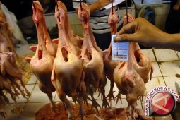 Harga daging ayam kembali naik di Jambi