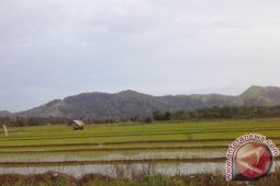 HSS Cetak Sawah 500 Hektare