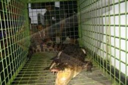 Kerap "jalan-jalan" hingga dekat pemukiman, seekor buaya ditangkap