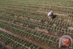 Daya Beli Petani Turun