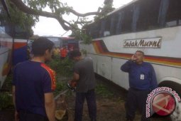 Hujan Angin Landa Bogor Tumbangkan Sejumlah Pohon