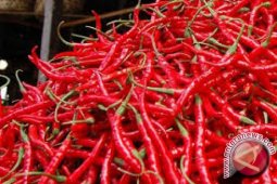 Harga cabai merah kembali naik di Jambi